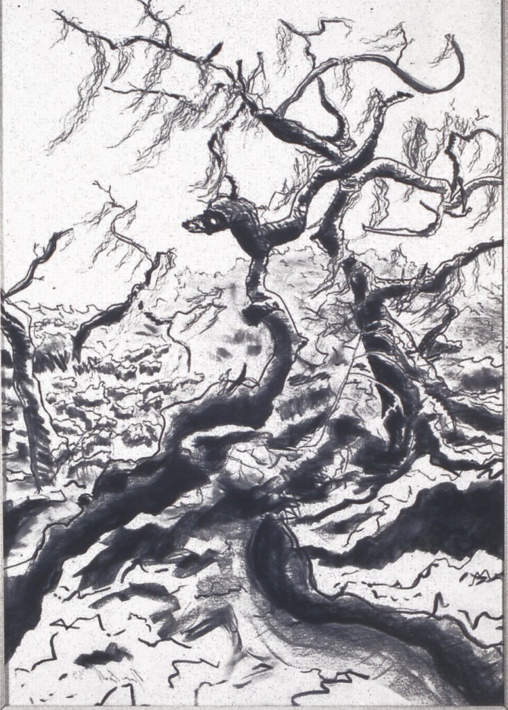Dwarf Oak (charcoal on paper), 1992, 30"x41"