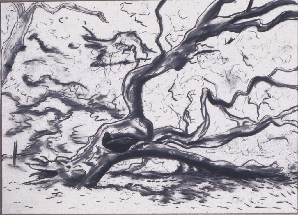 Fallen Oak (charcoal on paper), 1992, 30"x43"